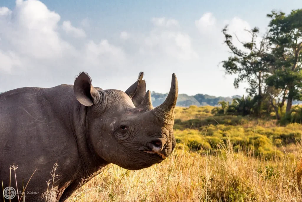 african-big-5-rhino-safari tours 104