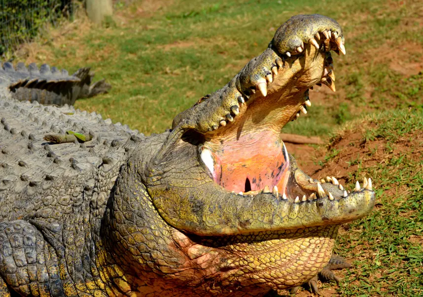 crocworld scottburgh activities 102