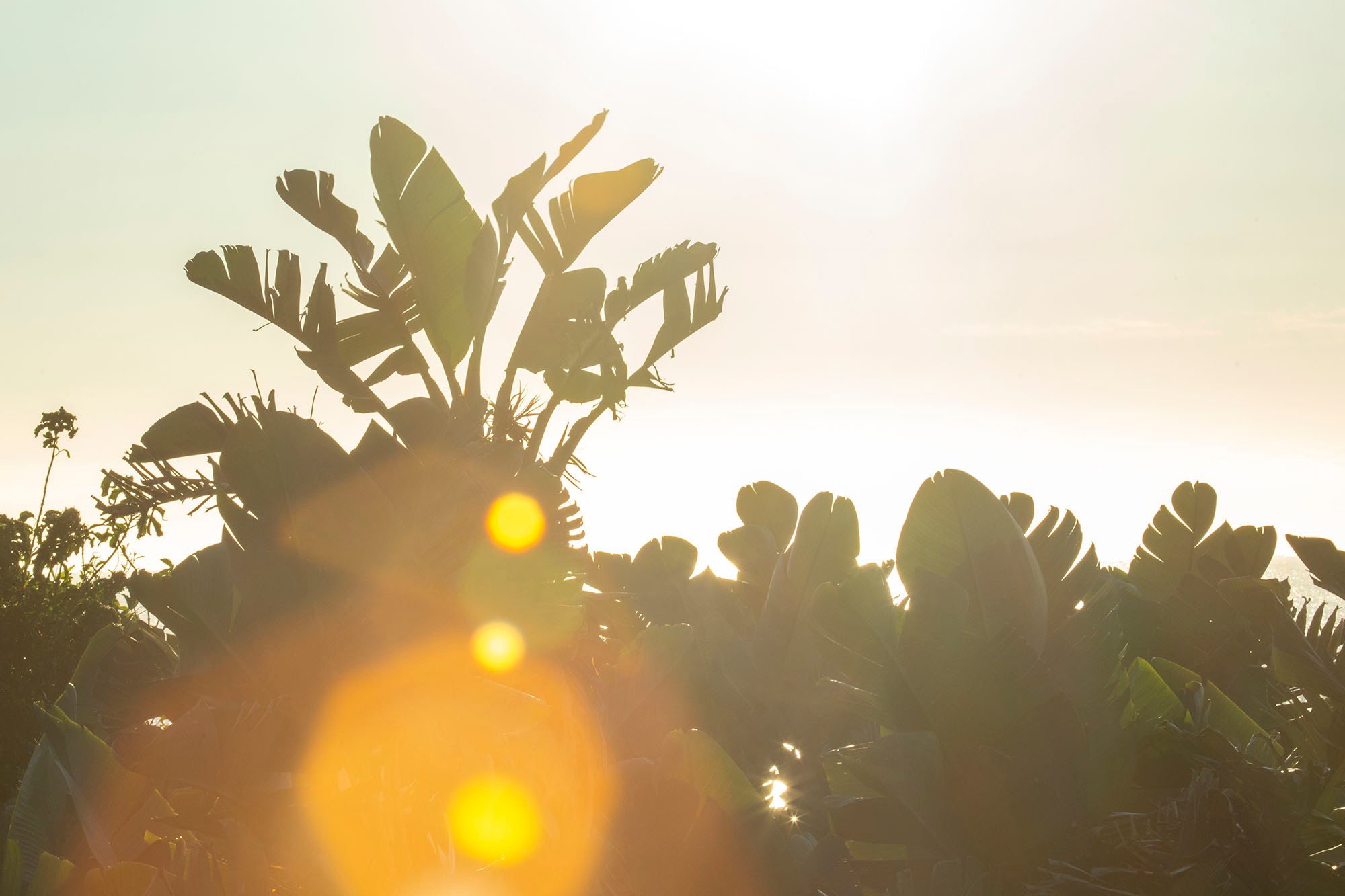 Sunrise through the palm trees at Umzumbe Surf Camp
