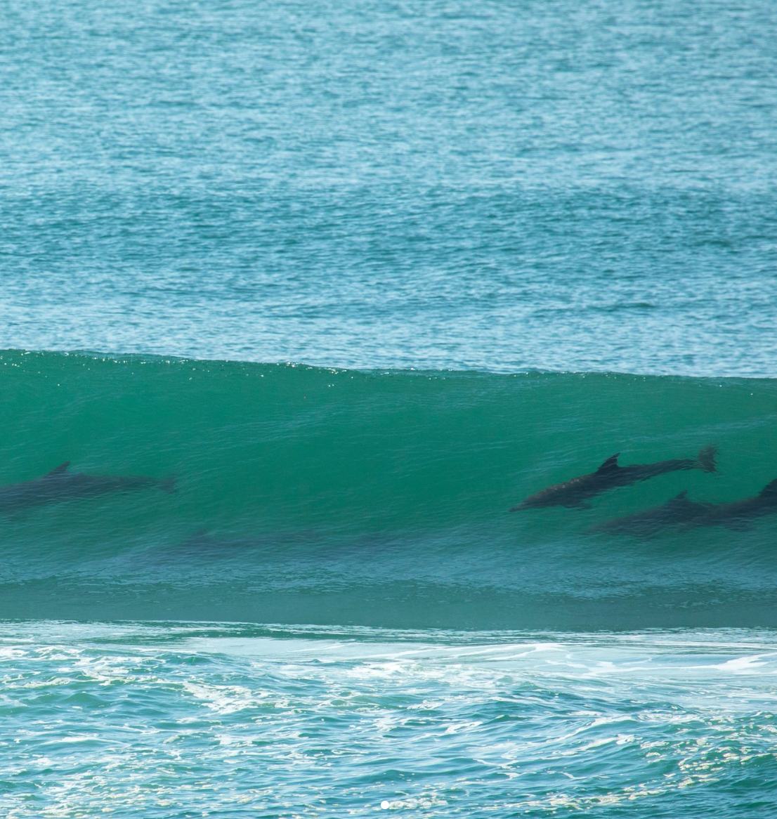 Dolphins surfing a wave in front of Umzumbe Surf Camp
