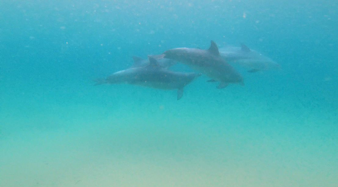 Dolphins swimming underwater off the KZN South Coast